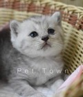 Hình ảnh: Bán mèo scottish mầu silver tabby cực đẹp