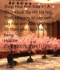 Hình ảnh: Cây Hoa Anh Đào Sakura Nhật Bản_ Hoa lụa thi công tại nhà