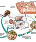 Hình ảnh: trị ghẻ chó demodex trên chó an toàn