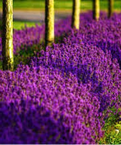 Tạo không Khí thơm mát, thư giãn cùng với tinh dầu xông hương phòng lavender