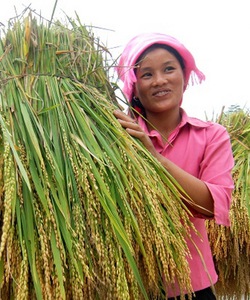 Gạo Nếp Tú Lệ nếp Tan Lả chính hiệu xã Tú Lệ huyện Văn Chấn Yên Bái