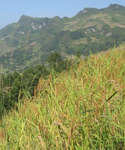Gạo Nếp Điện Biên món đặc sản của núi rừng Tây Bắc