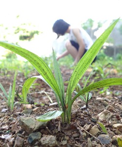 Sâm Cau Giống, Giống Sâm Cau, Cây Giống Sâm Cau chất lượng uy tín toàn quốc