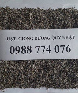 Bán hạt giống Đương Quy Nhật uy tín