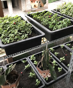 Dịch vụ thiết kế vườn trồng rau sạch trên sân thượng