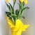 hoa-Tulip