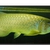 Batik Arowana for sale