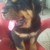 Bán chó Rottweiler thuần chủng 2 tháng tuổi