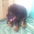 Bán chó Rottweiler thuần chủng 2 tháng tuổi