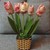 Gio-hoa-Tulip