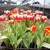 Hoa Tulip - Hà Lan