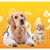 Tiêm vacxin 5-7 bệnh cho chó tại nhà ở Hà Nội