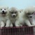 Chó Samoyed con thuần chủng trắng tuyết dễ thương