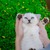 Mèo tai cụp Scottish (Silver shaded)