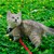 Mèo tai cụp Scottish (Silver shaded)