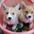  Chó Corgi 2 tháng tuổi (Đực và Cái )