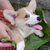  Chó Corgi 2 tháng tuổi (Đực và Cái )