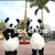 Quan-ao-hoa-trang-Mascot-Gau-truc-Panda-sinh-nhat-su-kien