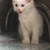 Cần thanh lý 1 Bé Mèo ALD  trắng mắt 2 màu 2 triệu