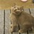 Mèo Anh lông ngắn thuần chủng mầu xám xanh