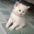 2 Bé Mèo Anh LD màu trắng 1 tháng tuổi