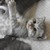 Bé mèo scottish mầu tabby cực xinh