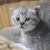 Bé mèo scottish mầu tabby cực xinh