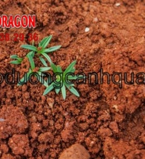 Đất màu trồng cây chất lượng giá rẻ Đồng Nai, Hcm.