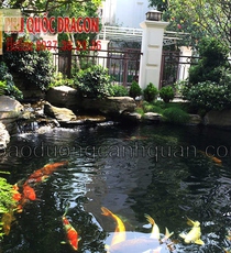 Những dấu hiệu cho thấy cần vệ sinh cho hồ cá Koi.