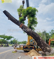 Dịch vụ bứng cây xanh, cắt tỉa cây cảnh ở Đồng Nai, HCM.