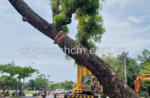 Công ty cây xanh ở Đồng Nai dịch vụ di dời bứng cây