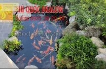Thi công sân vườn Nhật hồ cá Koi ở Đồng Nai, Hcm