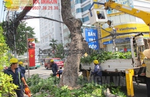 Dịch vụ chặt cây, cưa cành cây uy tín ở Đồng Nai, Hcm