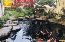 Dịch vụ vệ sinh lọc hệ thống lọc hồ cá Koi ở Đồng Nai, HCM