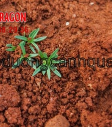 Đất màu trồng cây chất lượng giá rẻ Đồng Nai, Hcm