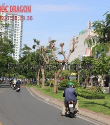 Dịch vụ chặt cây, đốn hạ cây chuyên nghiệp ở Đồng Nai, Hcm
