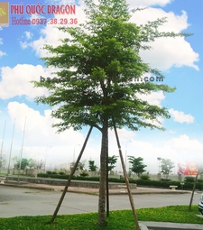 Cây cảnh công trình, cây xanh đô thị ở Hcm, Đồng Nai