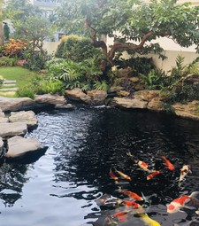 Thi công cảnh quan hồ cá Koi tại TPHCM, Đồng Nai