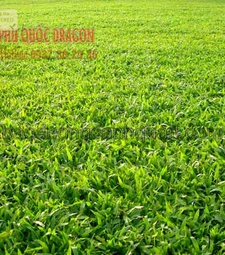 C.ỏ lá gừng c.ỏ sân vườn giá rẻ ở Đồng Nai, TP.HCM