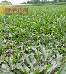 Trồng c.ỏ nhung nhật, c.ỏ sân vườn ở HCM, Đồng Nai, Long An