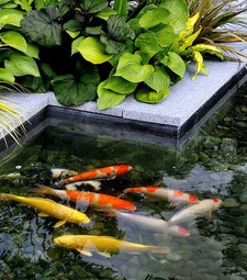 Thiết kế thi công cảnh quan sân vườn ở HCM, Đồng Nai, BRVT