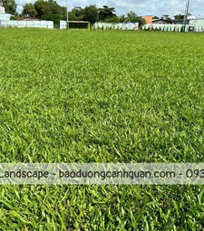 Bán c.ỏ nhung nhật, c.ỏ sân vườn ở HCM, Đồng Nai, Long An