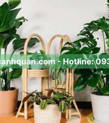 Cây công trình, cây văn phòng ở HCM, Đồng Nai, Long An