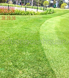 Trồng c.ỏ sân vườn, c.ỏ nhung nhật ở HCM, Đồng Nai Vũng Tàu