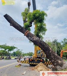 Dịch vụ bứng cây xanh, cắt tỉa cây cảnh ở Đồng Nai, HCM