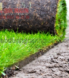 Thi công trồng c.ỏ giá tại vườn ở HCM, Đồng Nai, Long An