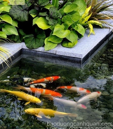 Vệ sinh lọc hồ cá Koi Nhật giá tốt ở HCM Đồng Nai
