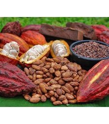 Hạt cacao lên men sấy khô