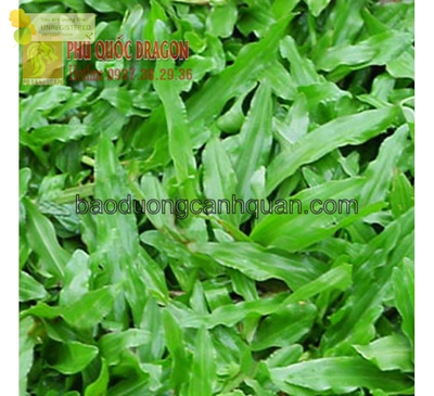 Thiết kế hồ Koi đúng chuẩn kỹ thuật ở Đồng Nai