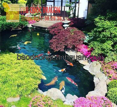 Vị trí thiết kế bể cá Koi ngoài trời ở Đồng Nai, Hcm, Brvt…